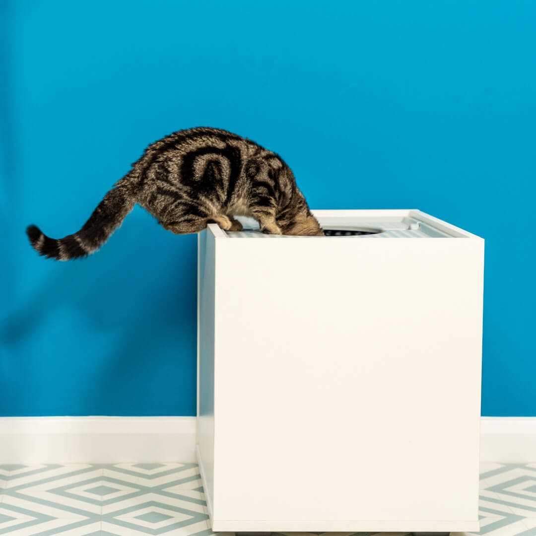 Discreet Cat Litter Box Top Entry Jump on - Healthber