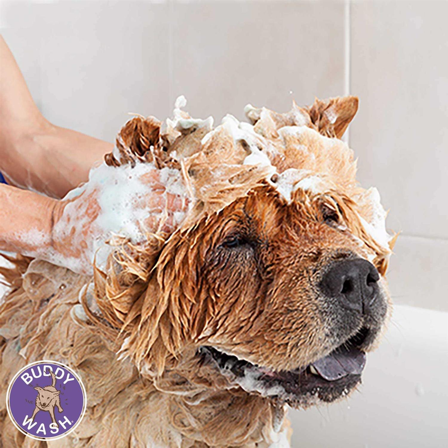 Cloud Star Buddy Wash Dog Shampoo & Conditioner - Healthber