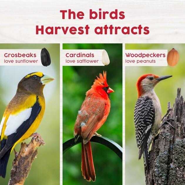 Harvest Seed & Supply Red Berry & Nut Bird Food - Healthber