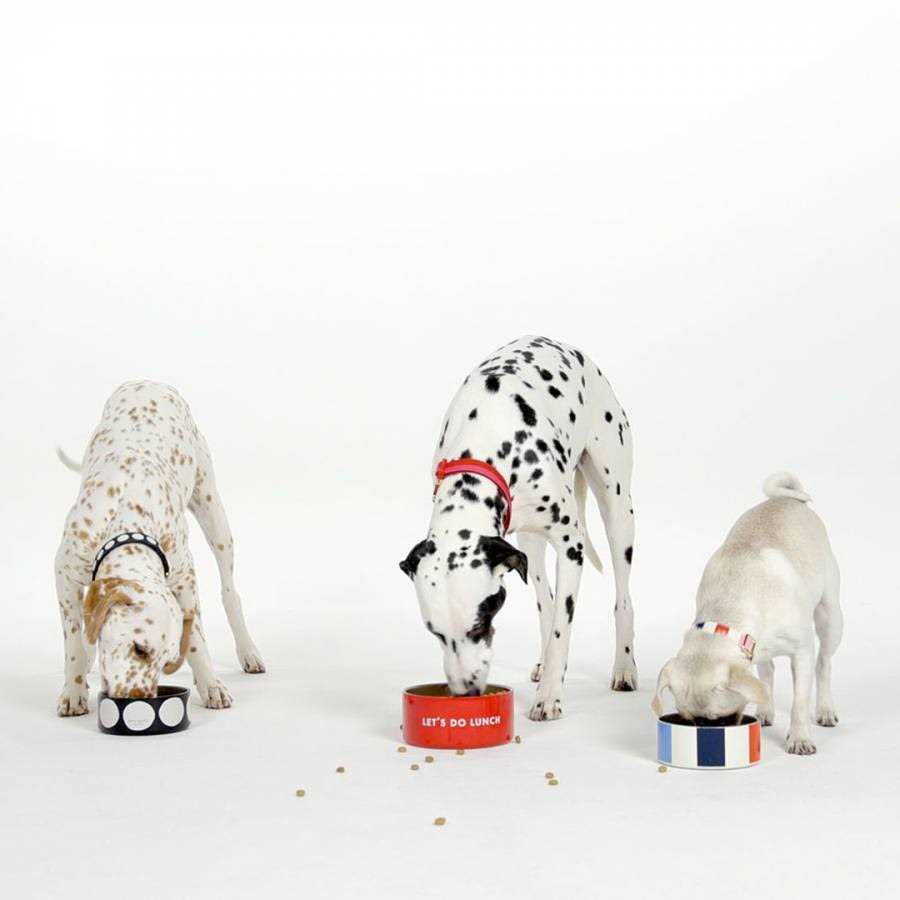 Kate Spade Art Dot Dog Collar - Healthber