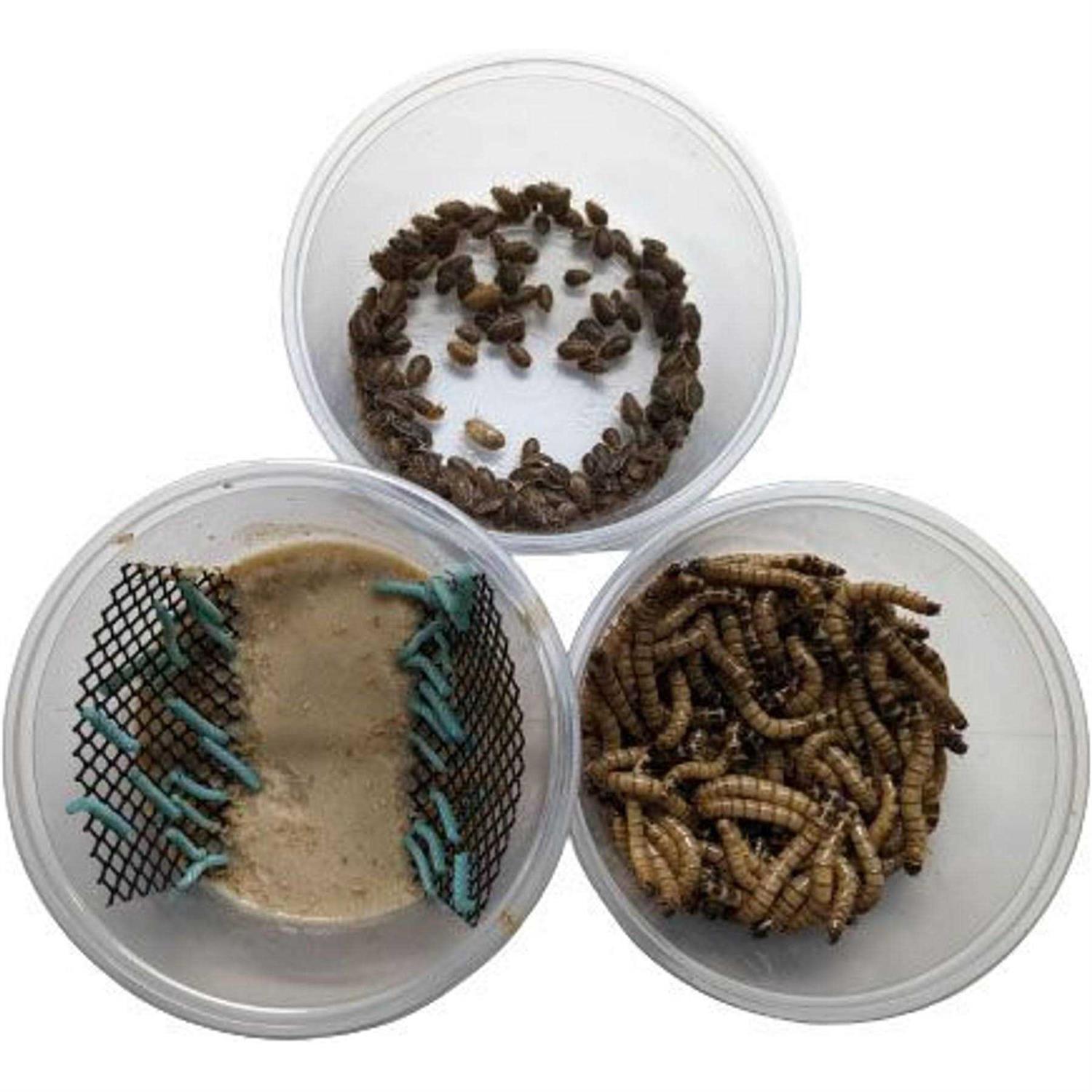 ABDragons Dubia Small Roach Hornworm & Superworm Live Feeder Combo Reptile Food - Healthber