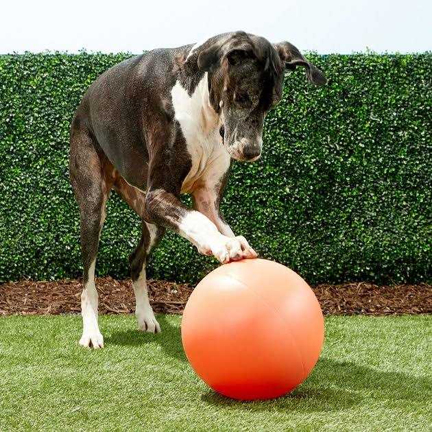 Hueter Toledo Virtually Indestructible Ball - Healthber