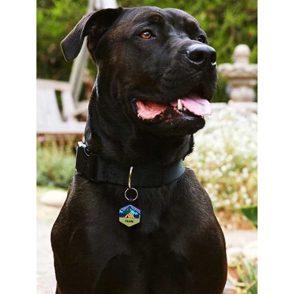 QALO customized Silicone Dog ID Tag - Healthber
