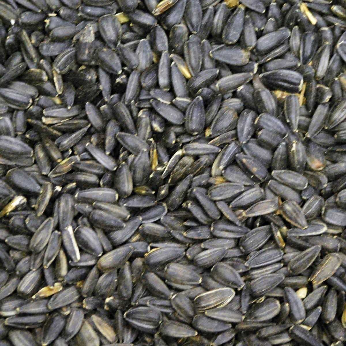 Devoteedevoto 50 lbs Black Oil Sunflower for Wild Bird Feed - Healthber