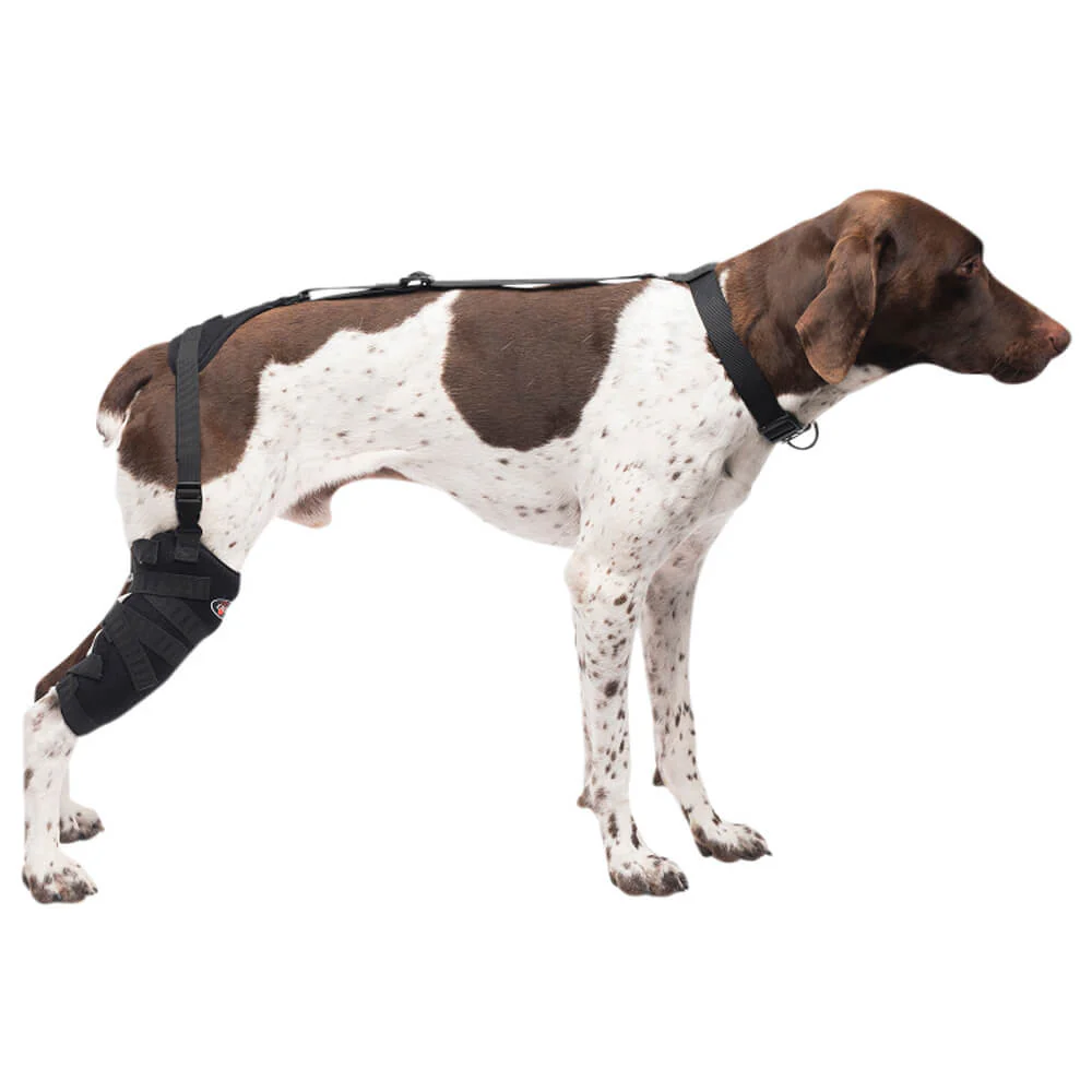 Caldera Pet Therapy Tall Stifle Wrap with Therapy Gel - Healthber