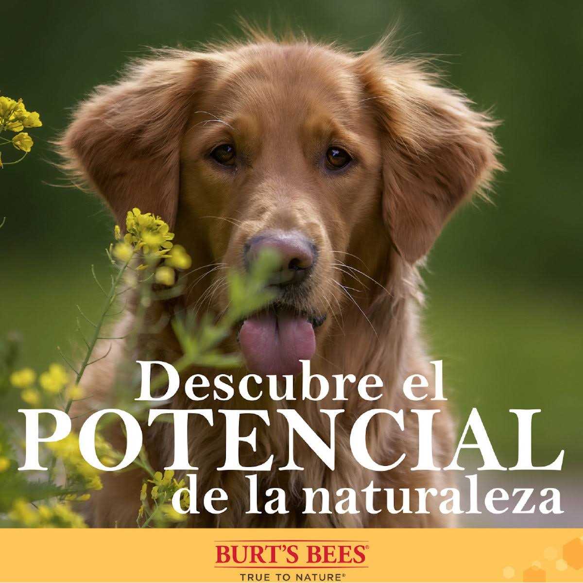 Burt’s Bees for Pets Nose & Paw Manuka Honey Lotion - Healthber