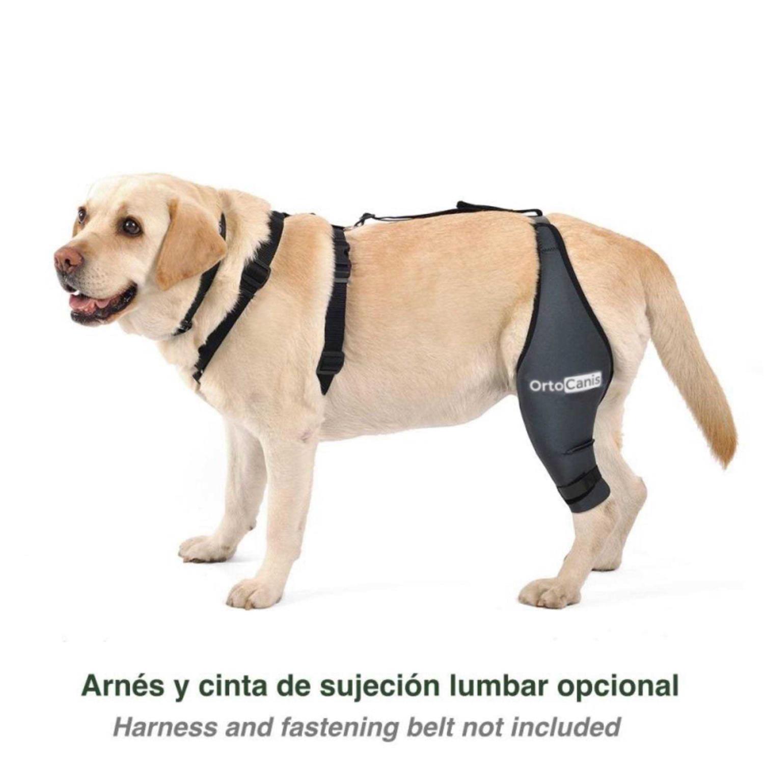 Ortocanis Knee Brace for Dogs with Cruciate Ligament Injuries, Patella Dislocation or Osteoarthritis - Healthber