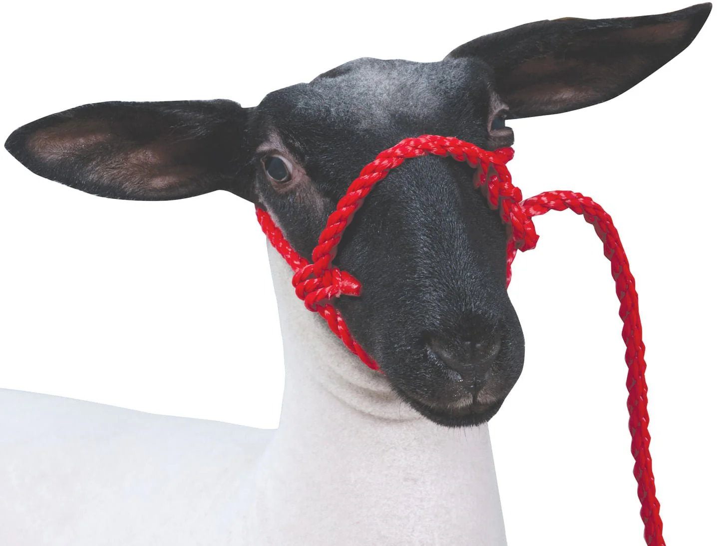 Weaver Leather Sheep & Goat Poly Rope Halter - Healthber