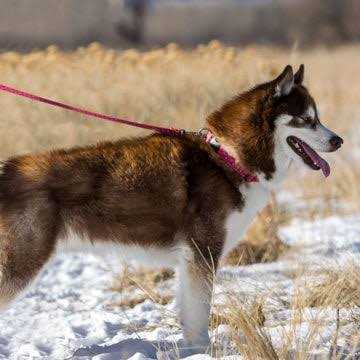 Lupine Leash - Healthber