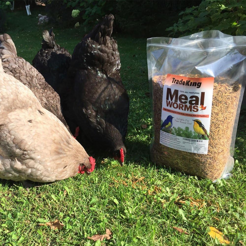 Dried Mealworms - Healthber