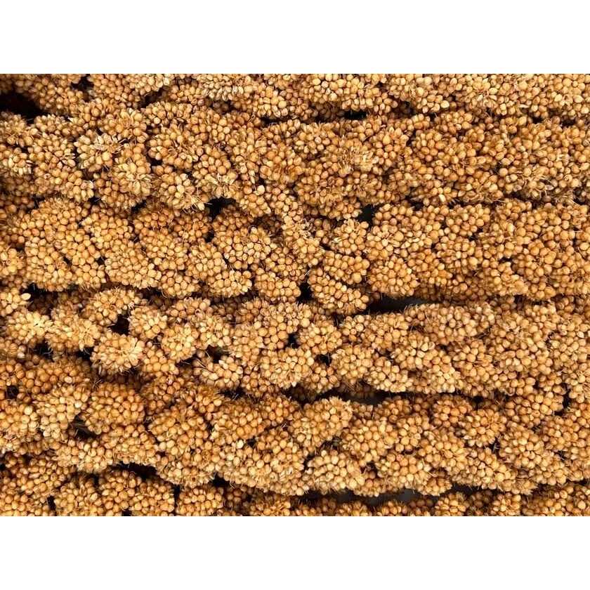 Higgins Spray Millet - Healthber