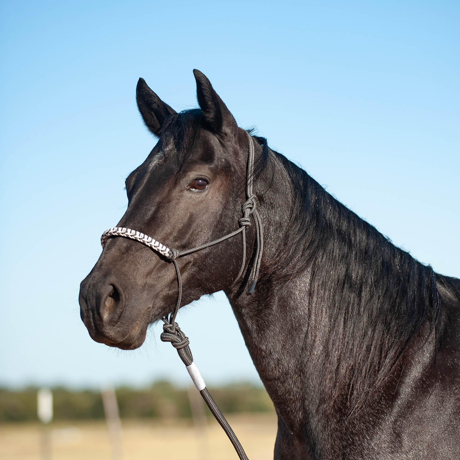 Classic Equine 3-Tone Rope Halter with 8' Lead Rope - Healthber