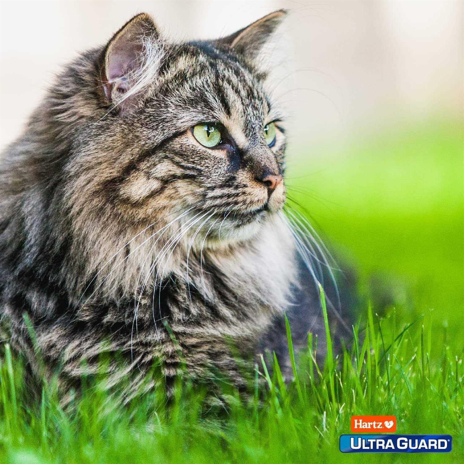 Hartz UltraGuard Topical Flea and Tick Prevention for Cats - Healthber