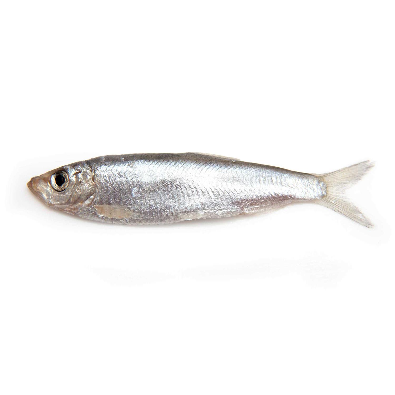 Plato Wild Caught Baltic Sprat Dog Treats - Healthber