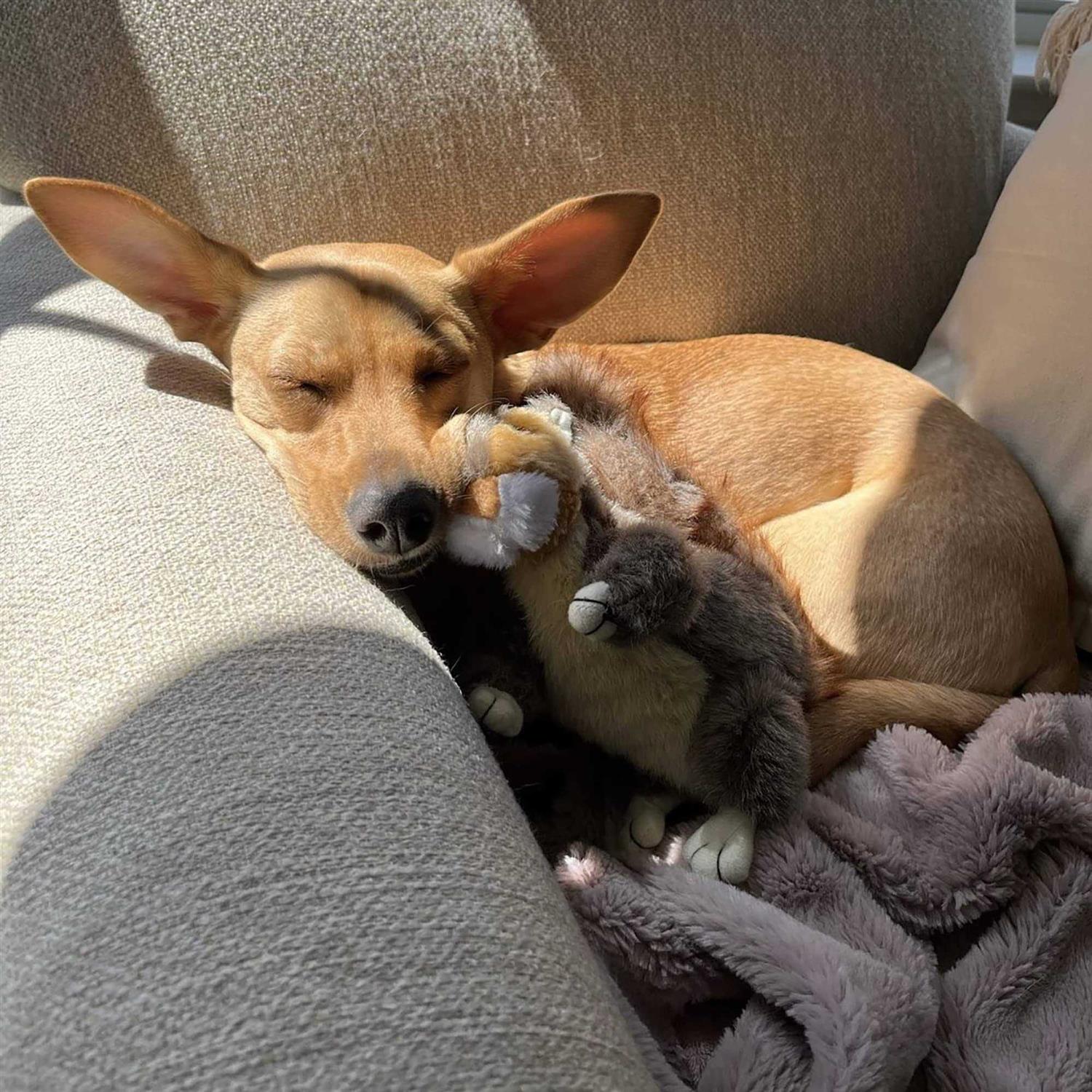 Ruffin’ It Woodlands Squirrel Plush Dog Toy - Healthber