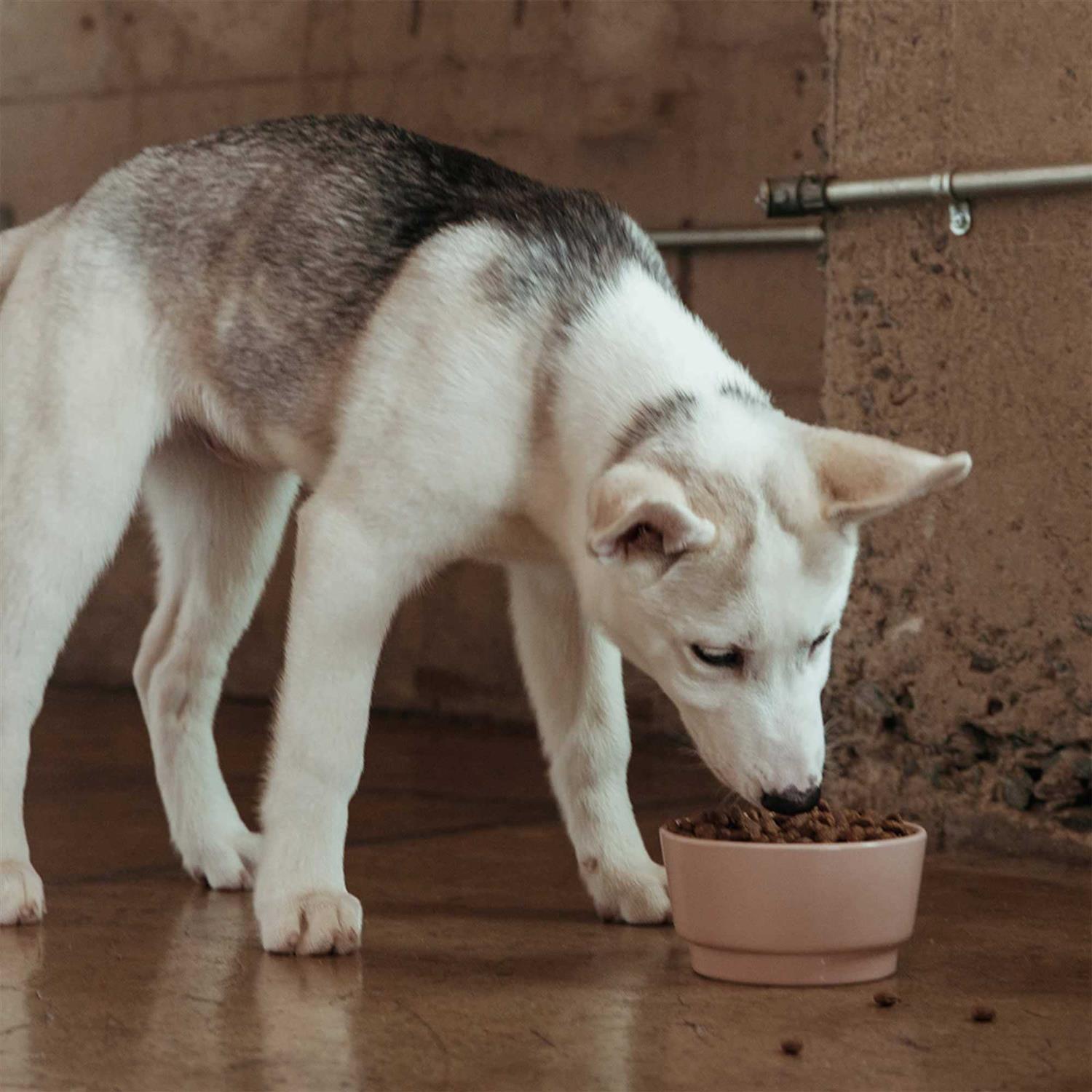 Jinx Salmon Sweet Potato Carrot Grain Free Dog Food - Healthber