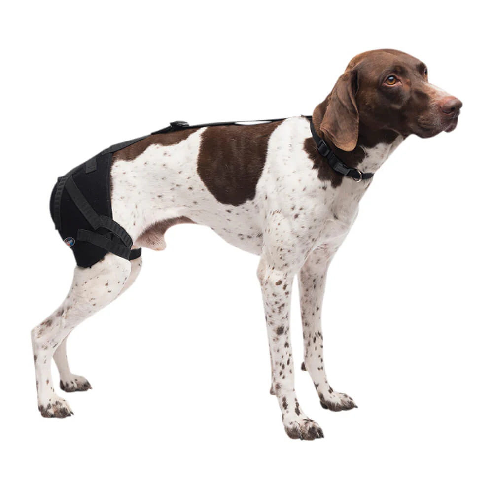 Caldera Pet Therapy Hip Wrap with Therapy Gel - Healthber