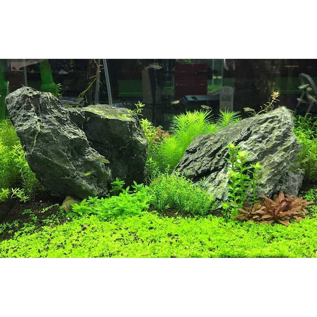 Flourish Potassium Seachem - Healthber