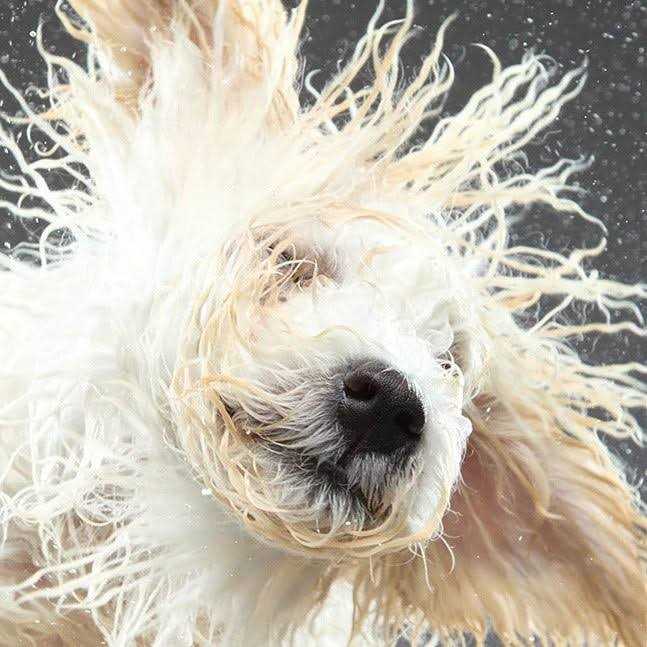 Dog by Dr. Lisa Wash Natural Dog Gentle Cleanser - Healthber