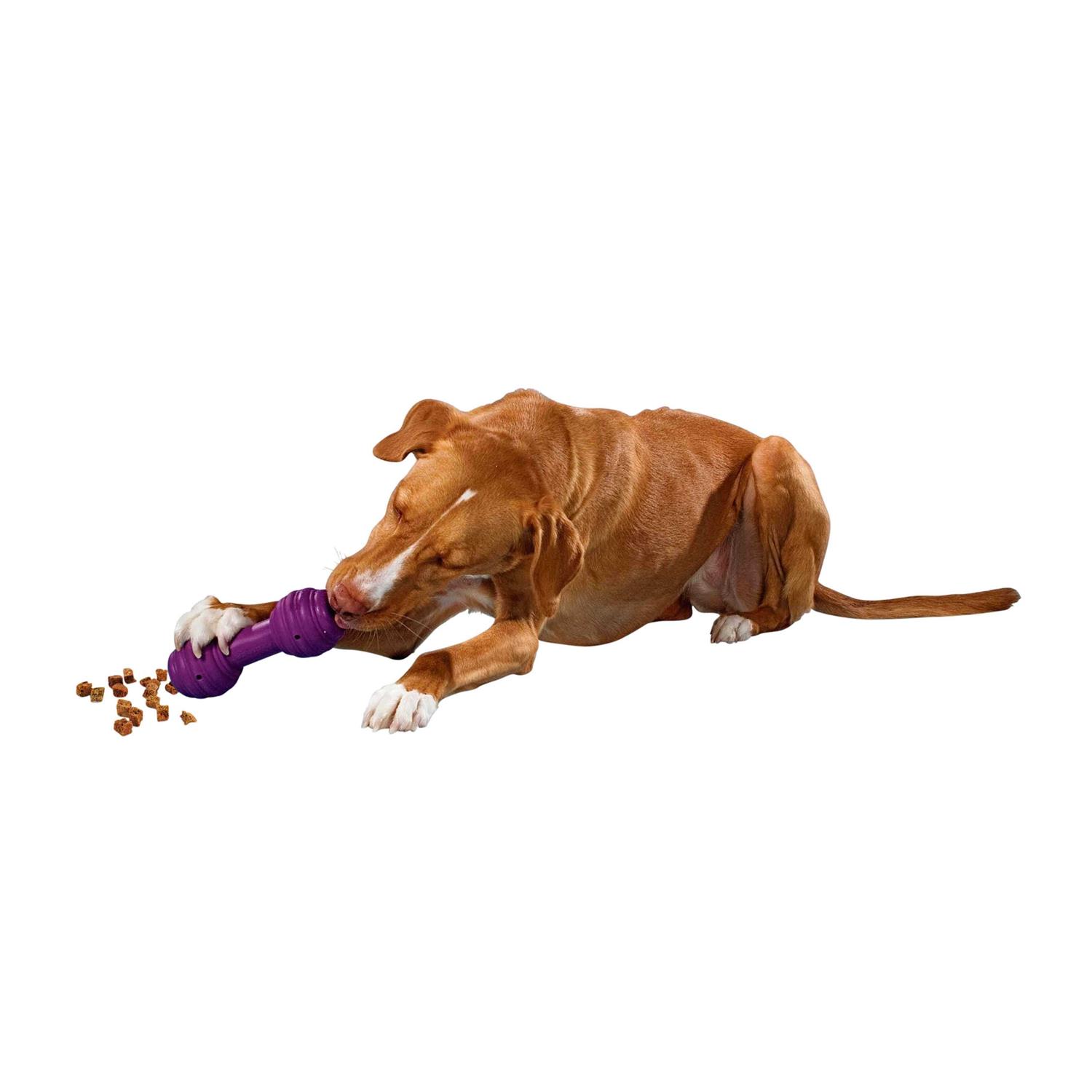 Busy Buddy Chuckle Dog Toy - Healthber