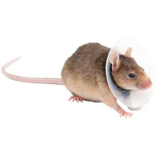 KVP Collar Saftshield Rodents - Healthber