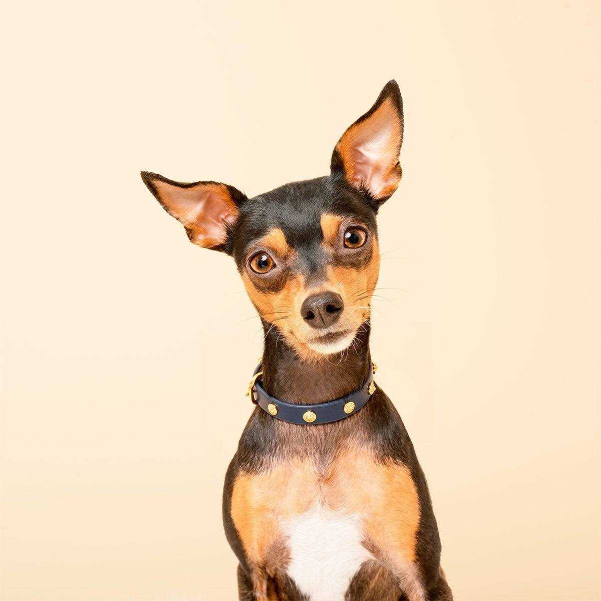 Scamper & Co Genuine Leather & Microfiber Bejeweled Circular Stud Dog Collar - Healthber
