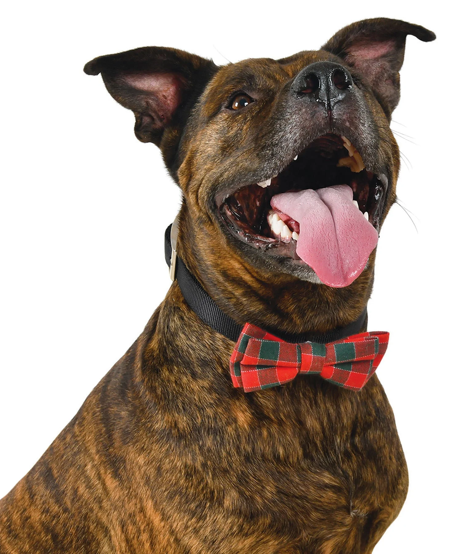 Plaid Holiday Bow Tie by Fashion Pet - Healthber
