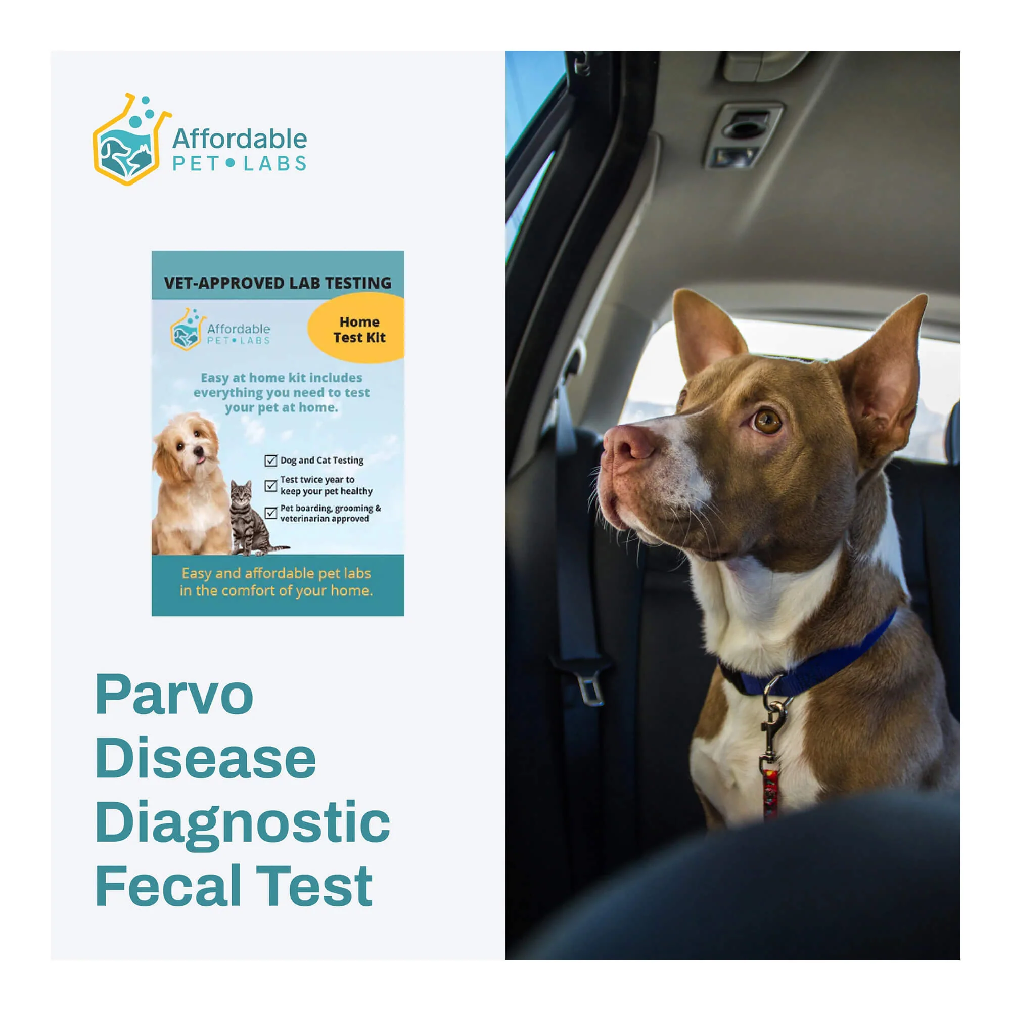 Affordable Pet Labs - Parvo Disease Diagnostic Fecal Test For Dogs, Easy Home Kit - Healthber