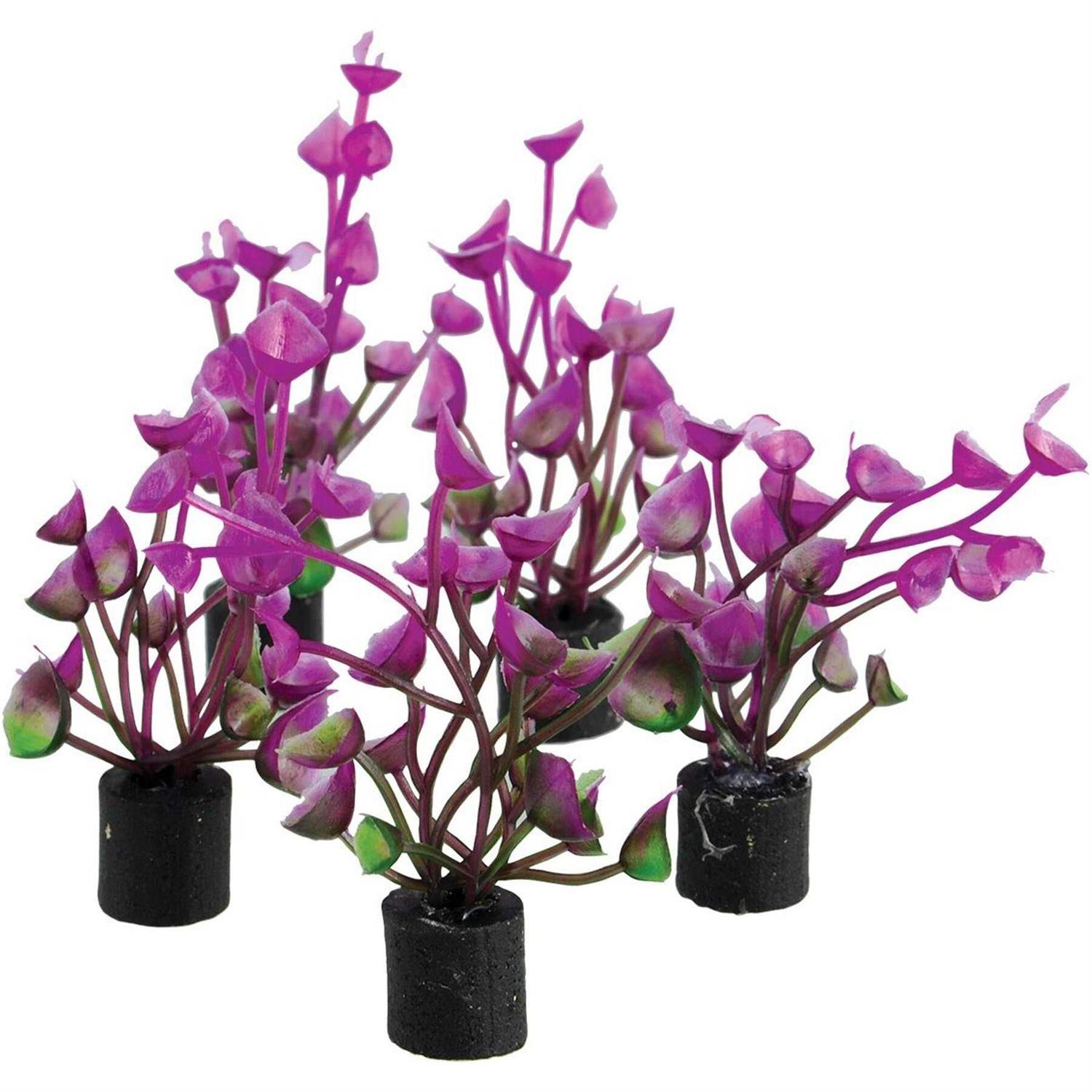 Underwater Treasures Mini Plant Purple Ear - Healthber