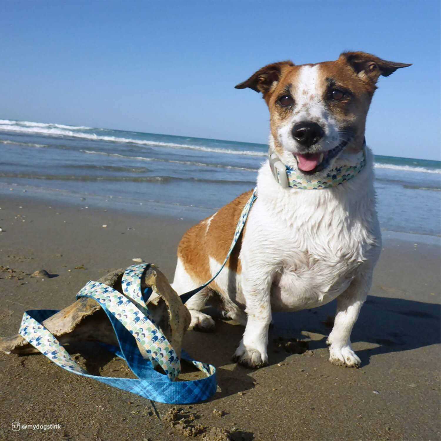Sublime Adjustable Dog Collar - Healthber