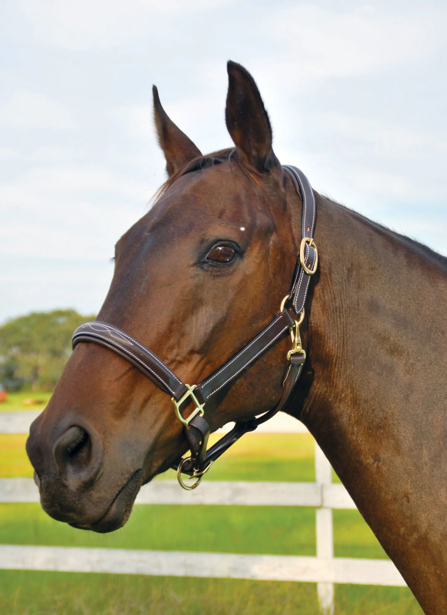 Uniquely English Fancy Stitched Leather Horse Halter - Healthber