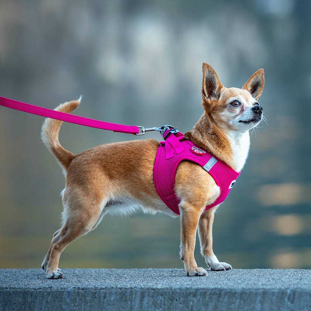 Curli Clasp Vest Air-Mesh Dog Harness - Healthber