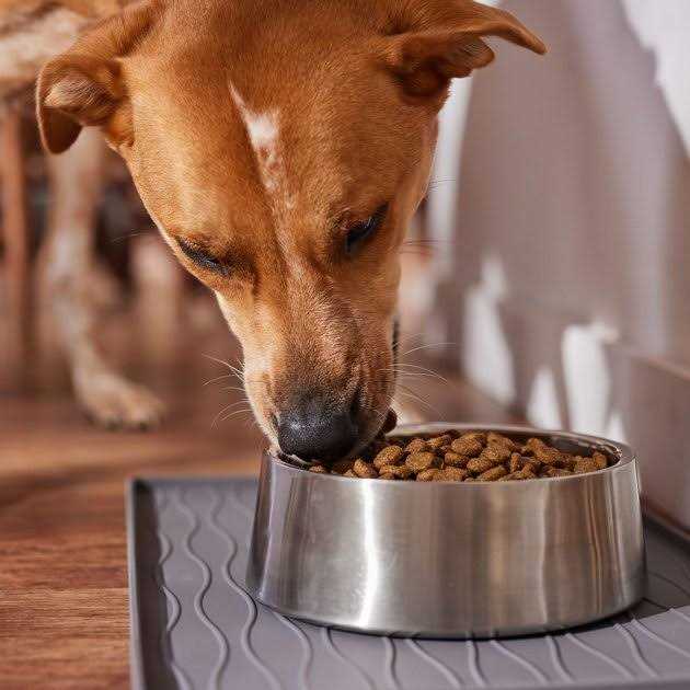 Wholesomes Sensitive Skin & Stomach Large Breed Salmon Dry Dog Food - Healthber