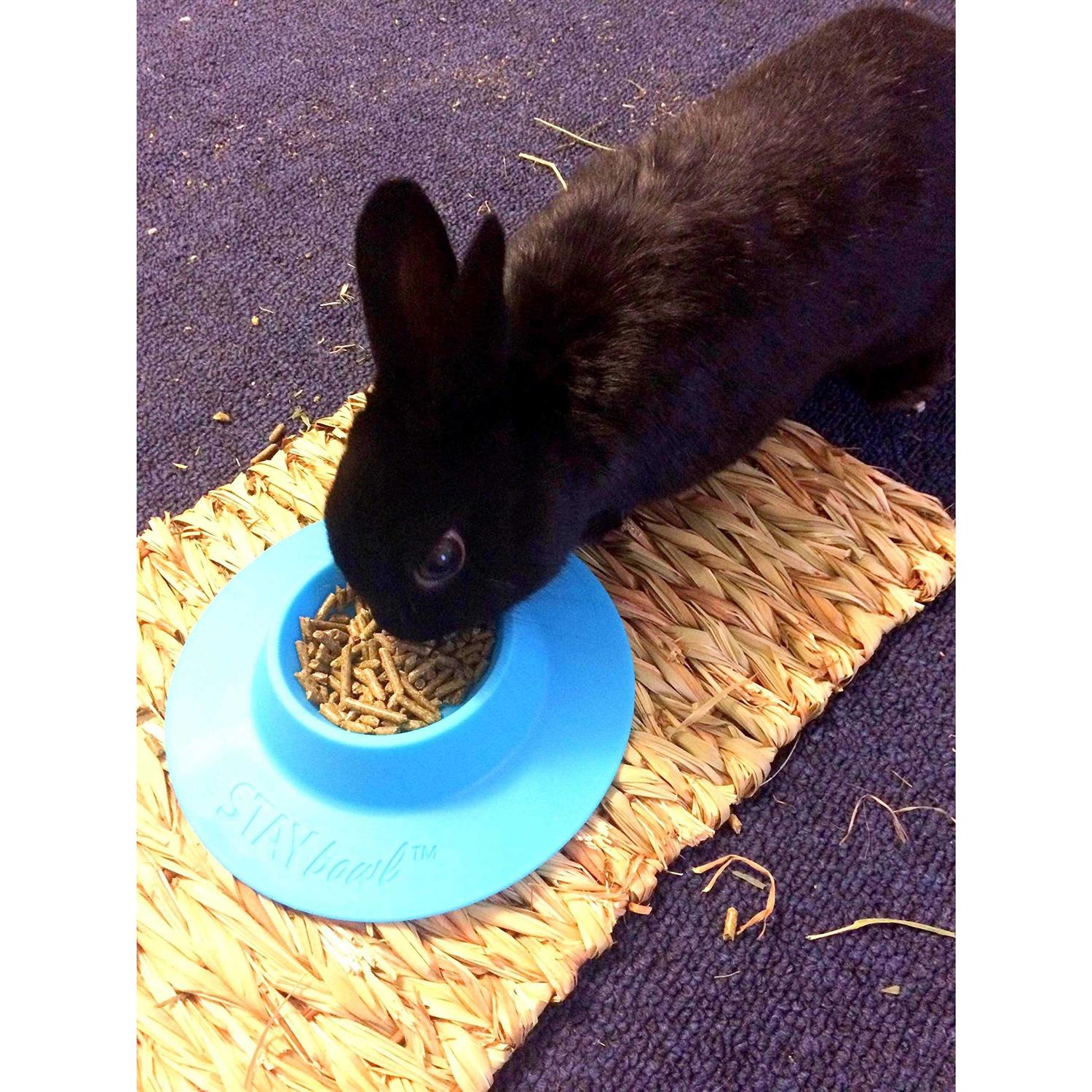 STAYbowl Tip-Proof Bowl for Guinea Pigs and Small Pets - Healthber