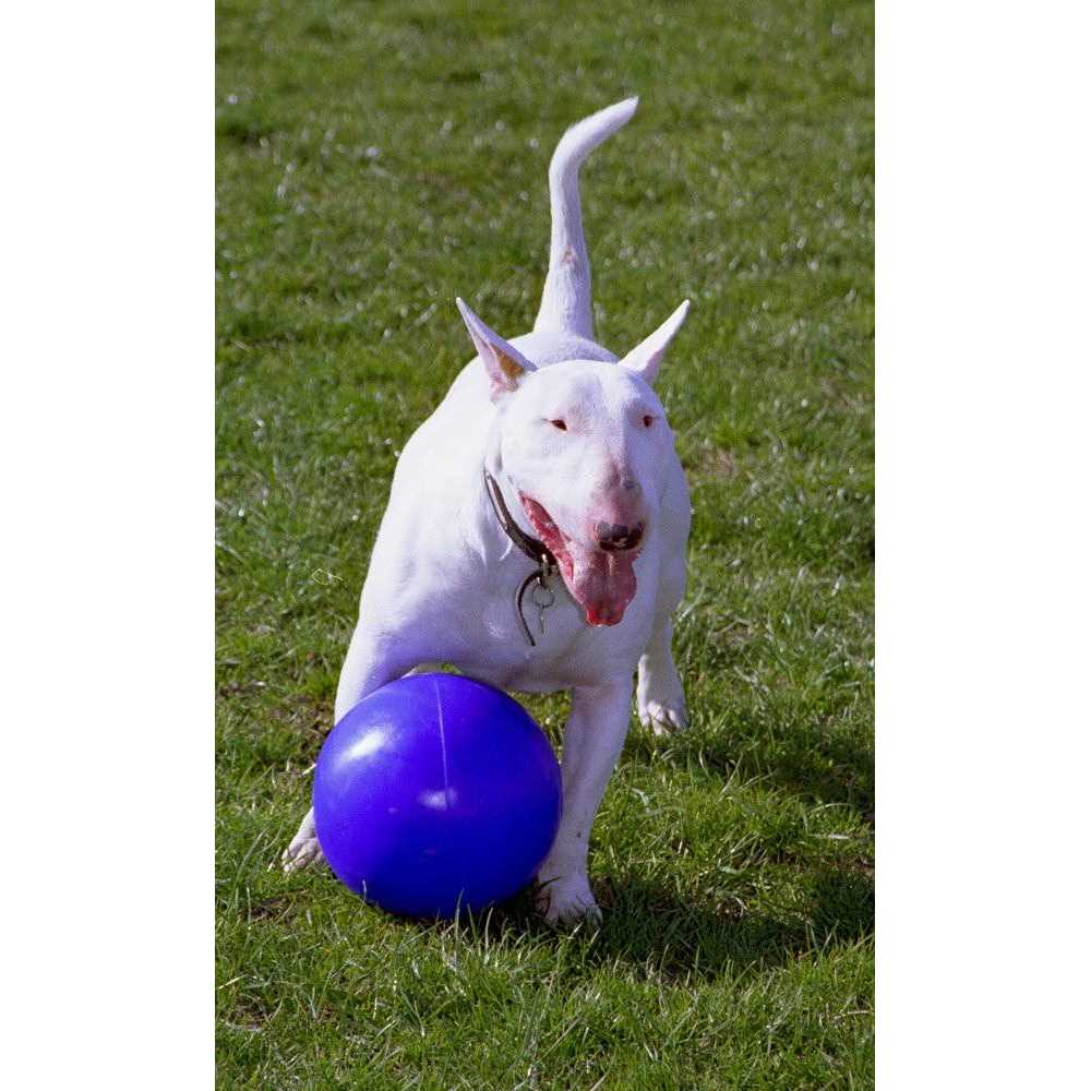 Boomer Ball Company of Animals - Healthber