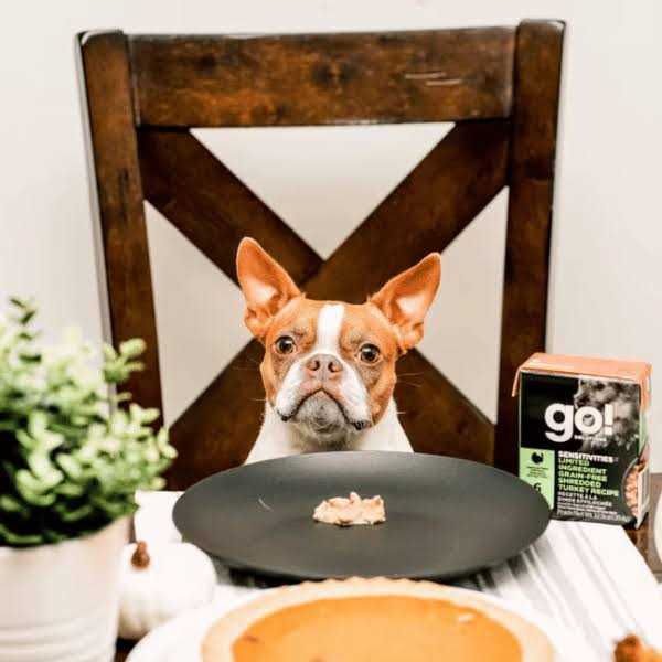 Go! Sensitivities Limited Ingredient Grain-Free Shredded Turkey Wet Dog Food - Healthber