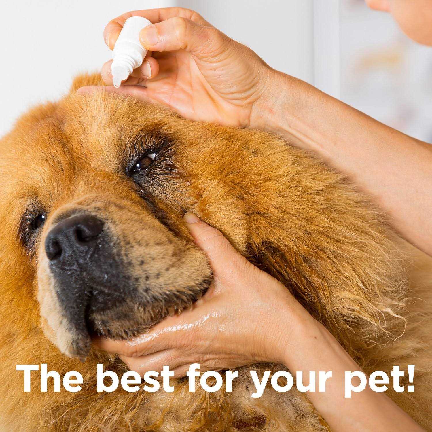 Ocluvet Eye Drops for Pets with Cataracts - Healthber