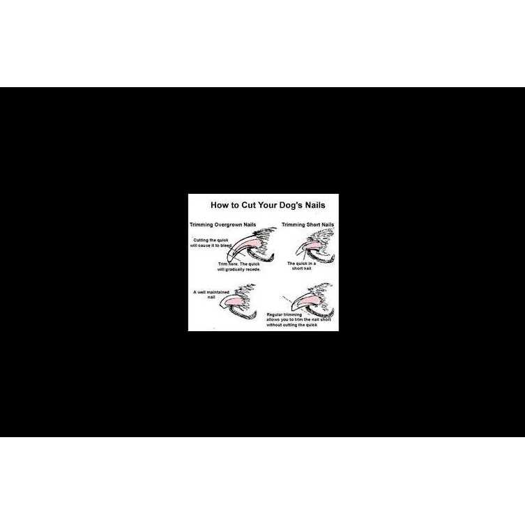 QuickFinder Nail Clipper for Medium Dogs - Healthber