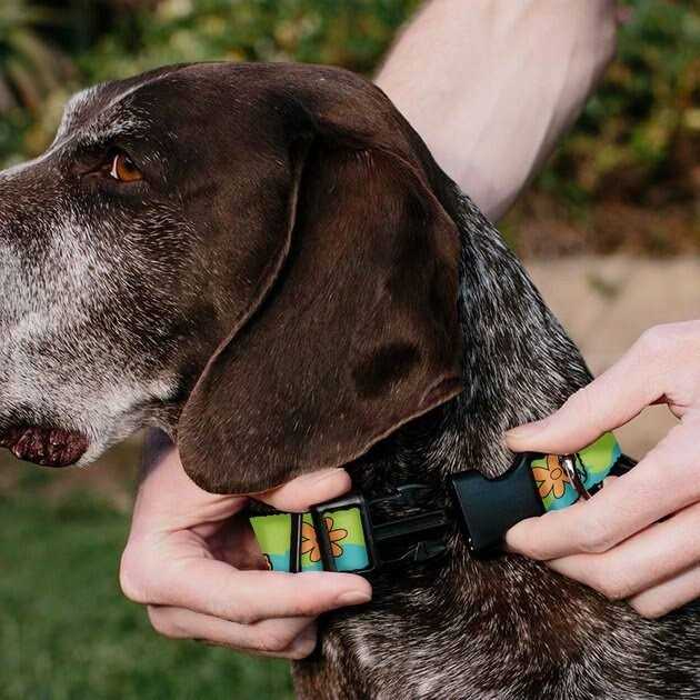 Buckle-Down Scooby Doo The Mystery Machine Paint Job Personalized Dog Collar - Healthber