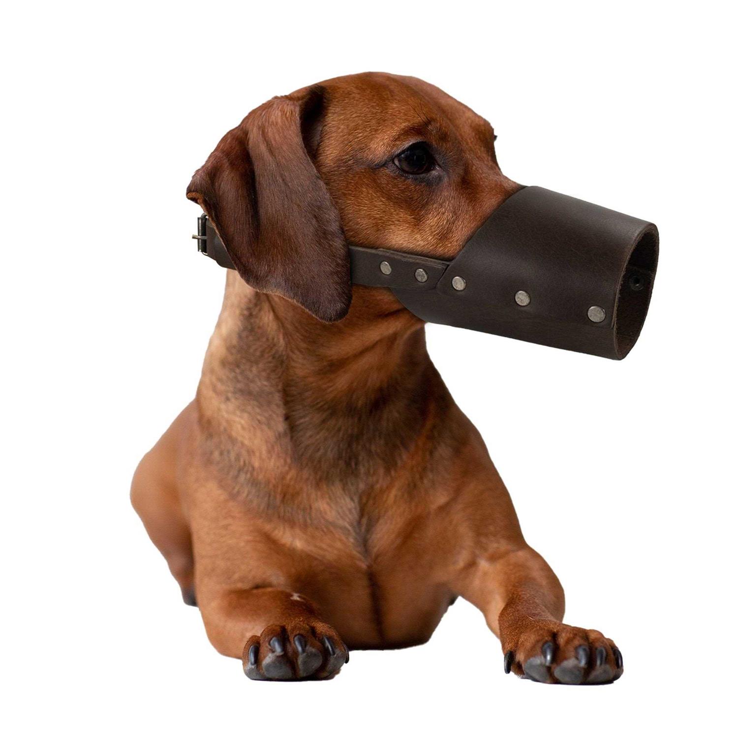 Hide & Drink Dog Muzzle Guard Secure Prevents Biting Chewing - Healthber