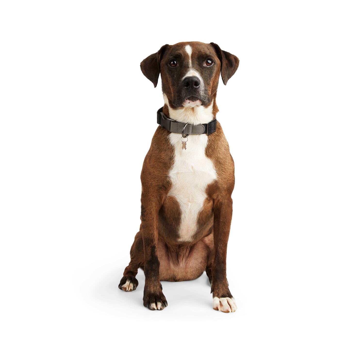Reddy Dog Collar Jacquard - Healthber