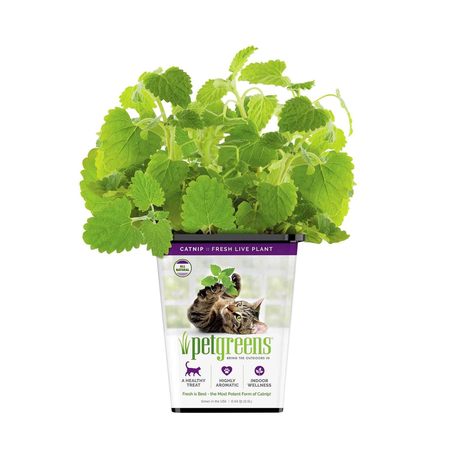 Pet Greens Live Catnip - Healthber
