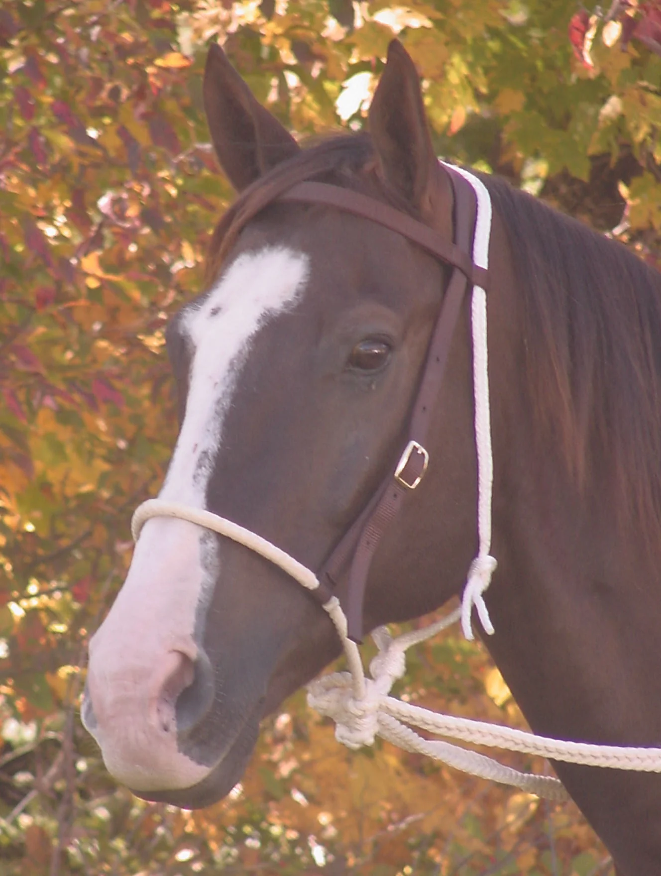 Mustang Breaking Hackamore Bridle, Nylon - Healthber