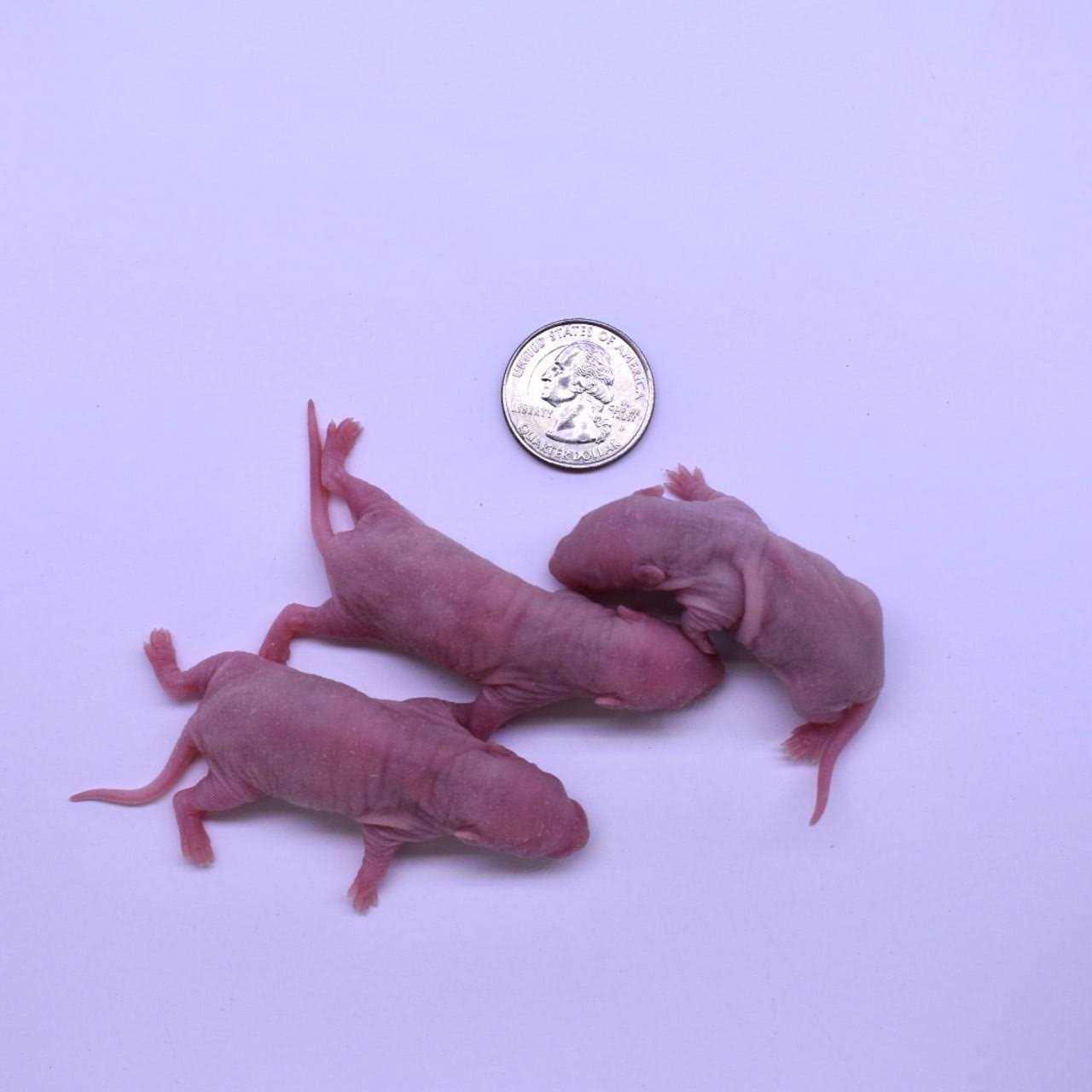 MiceDirect Frozen Mice Feeders Large Mice Fuzzies & Mice Hoppers Snake Food Combo Pack, 150 Count - Healthber