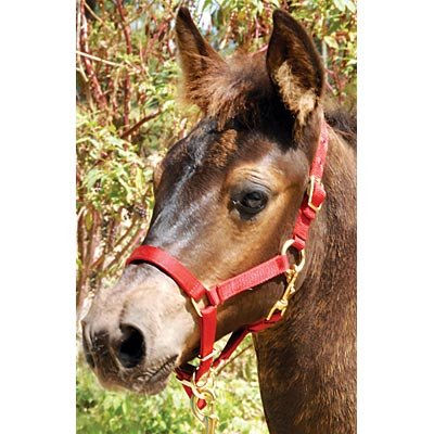 Adjustable Nylon Miniature Horse Halter - Healthber