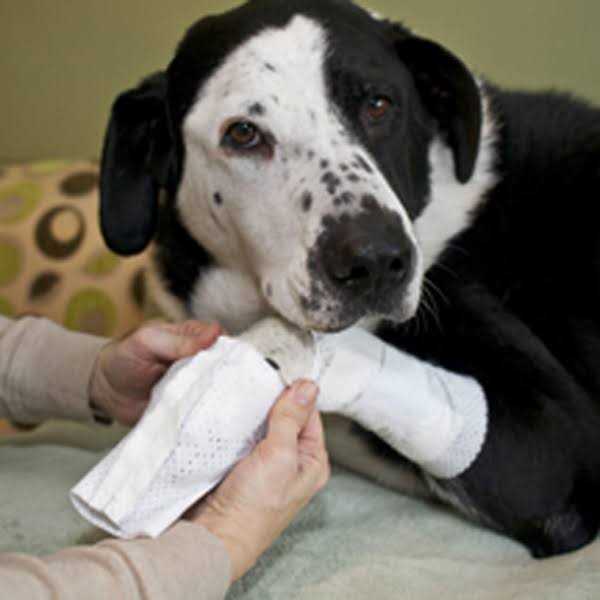 PawFlex Bandages Protective Covers for Pets - Healthber